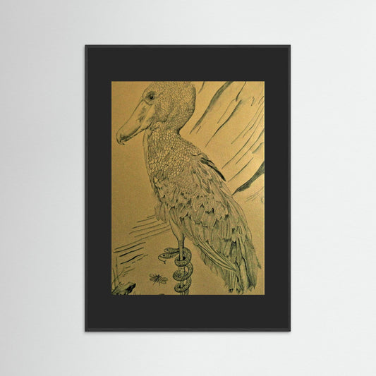 The Shoebill