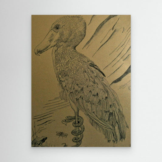 The Shoebill