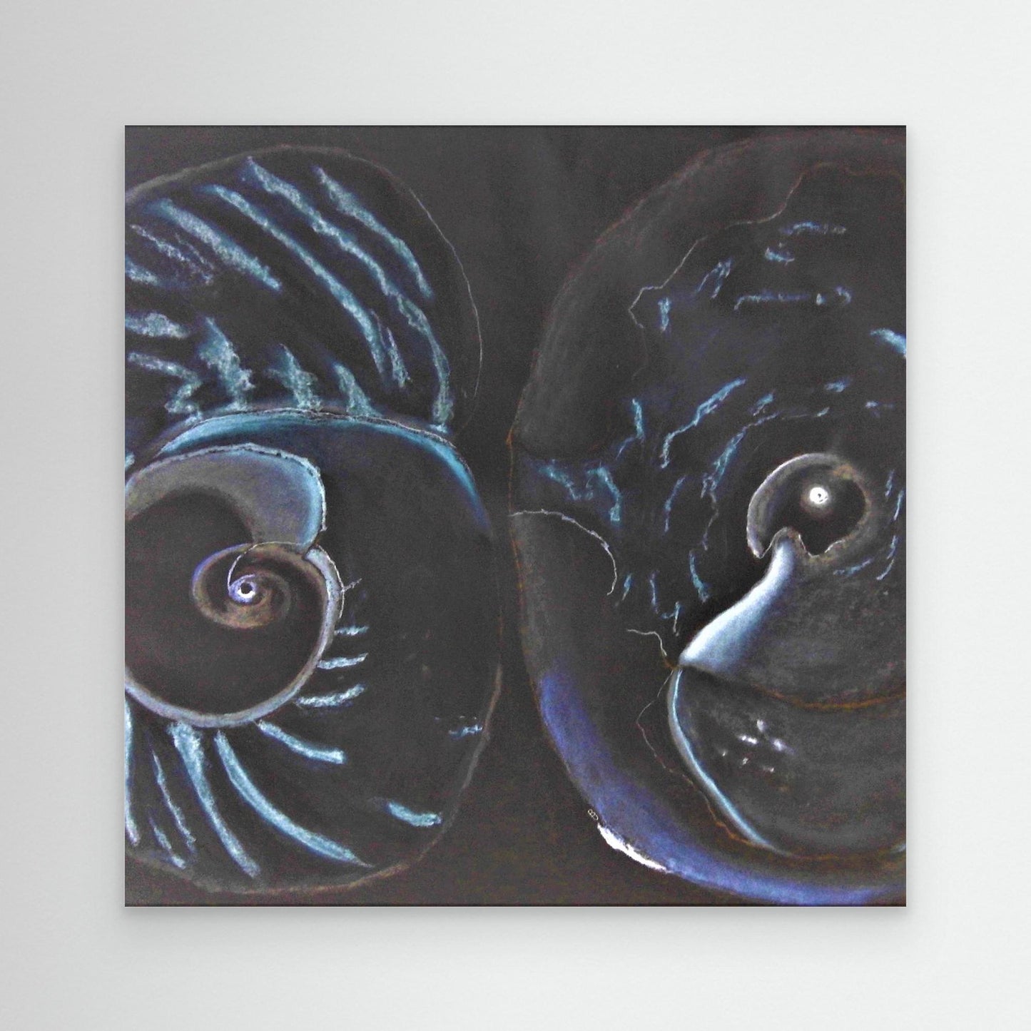 Sea Shells In Black.