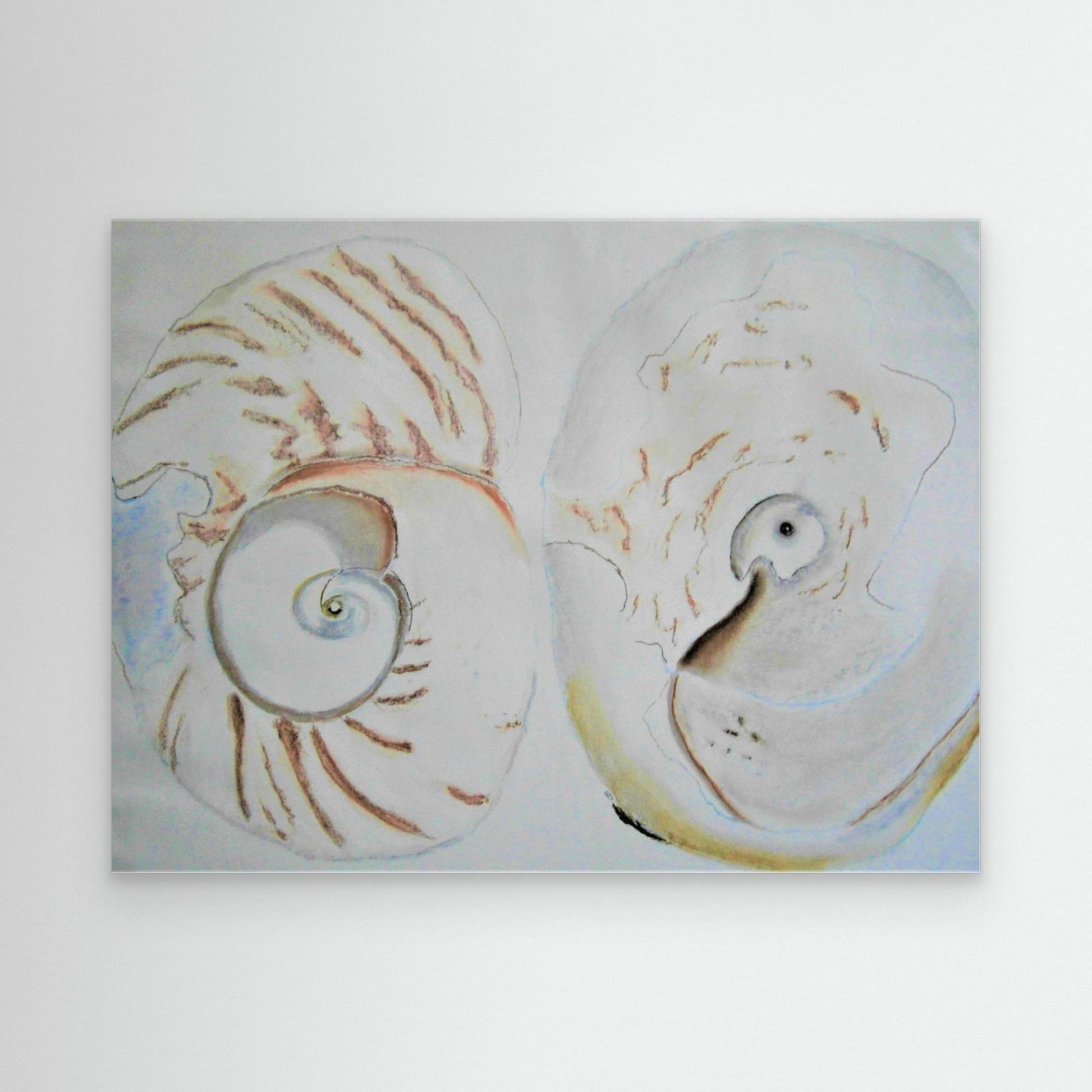 Sea Shells In White.