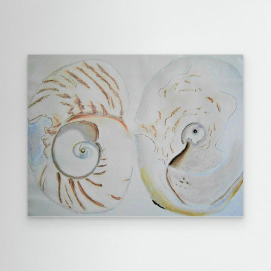 Sea Shells In White.