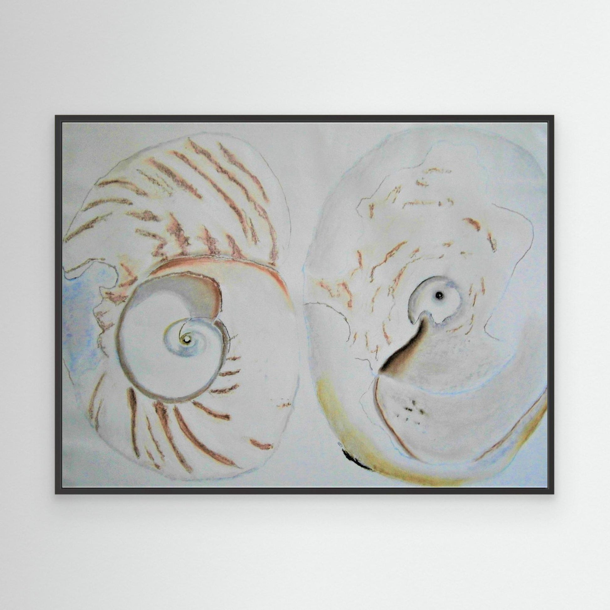 Sea Shells In White.