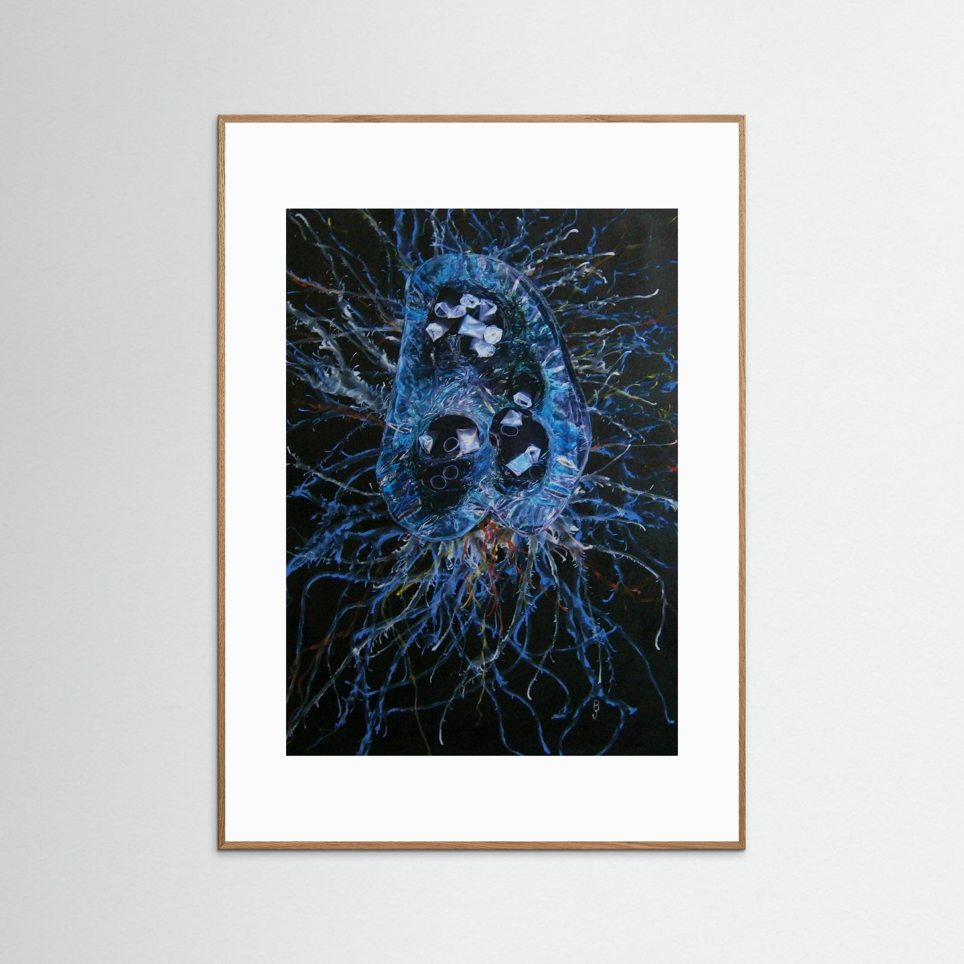 Jellyfish