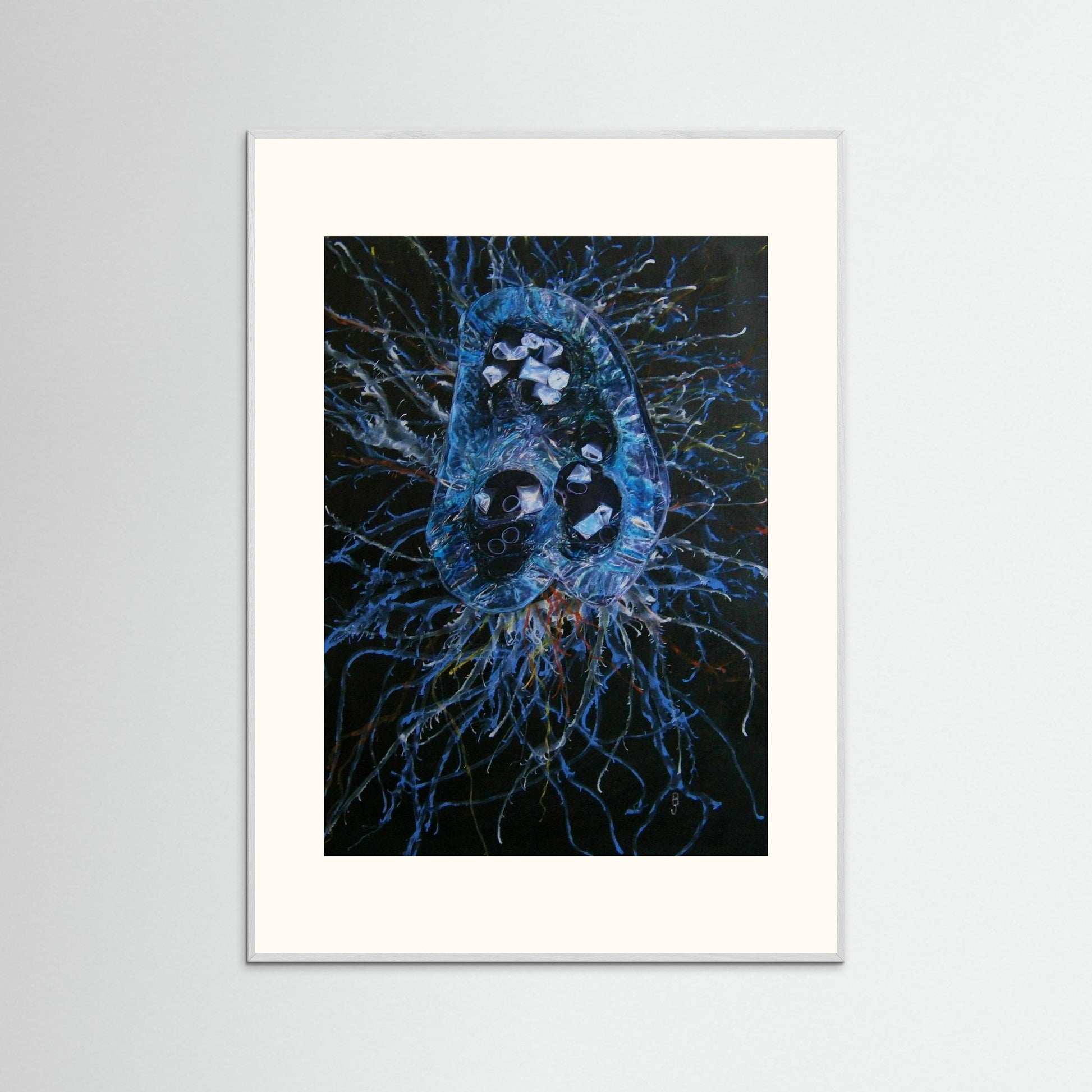 Jellyfish