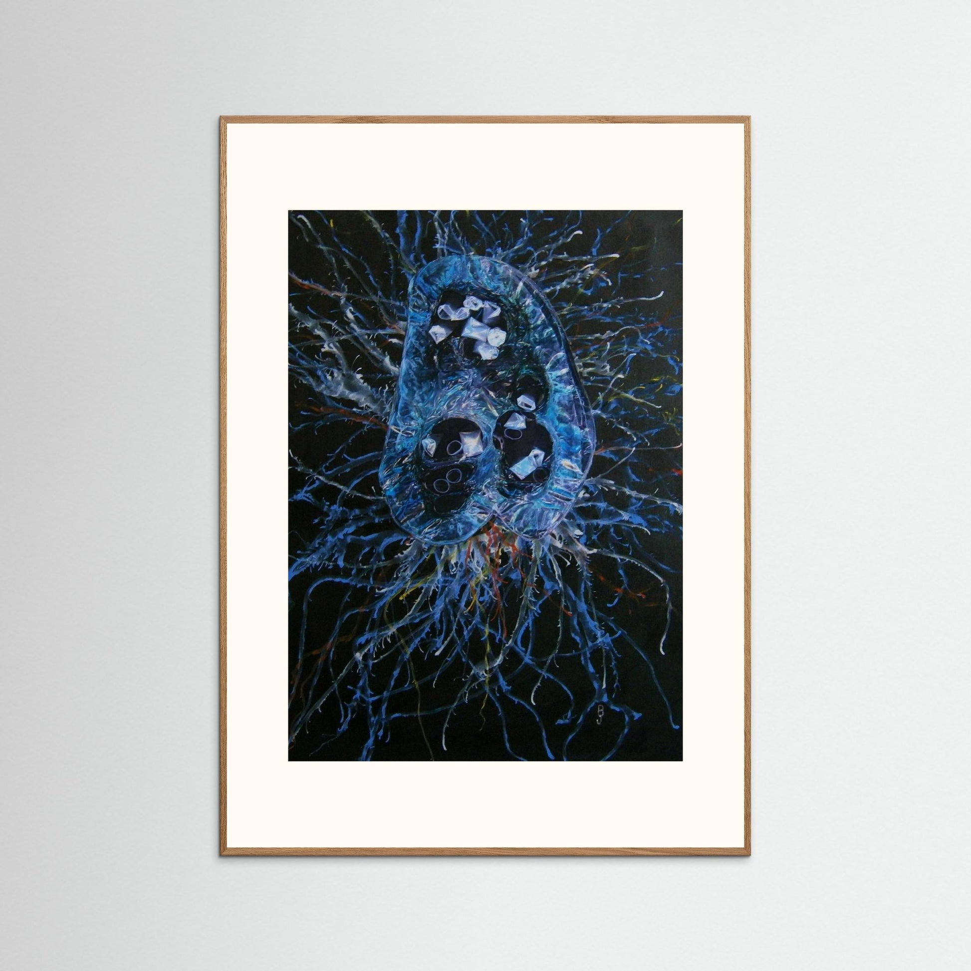 Jellyfish