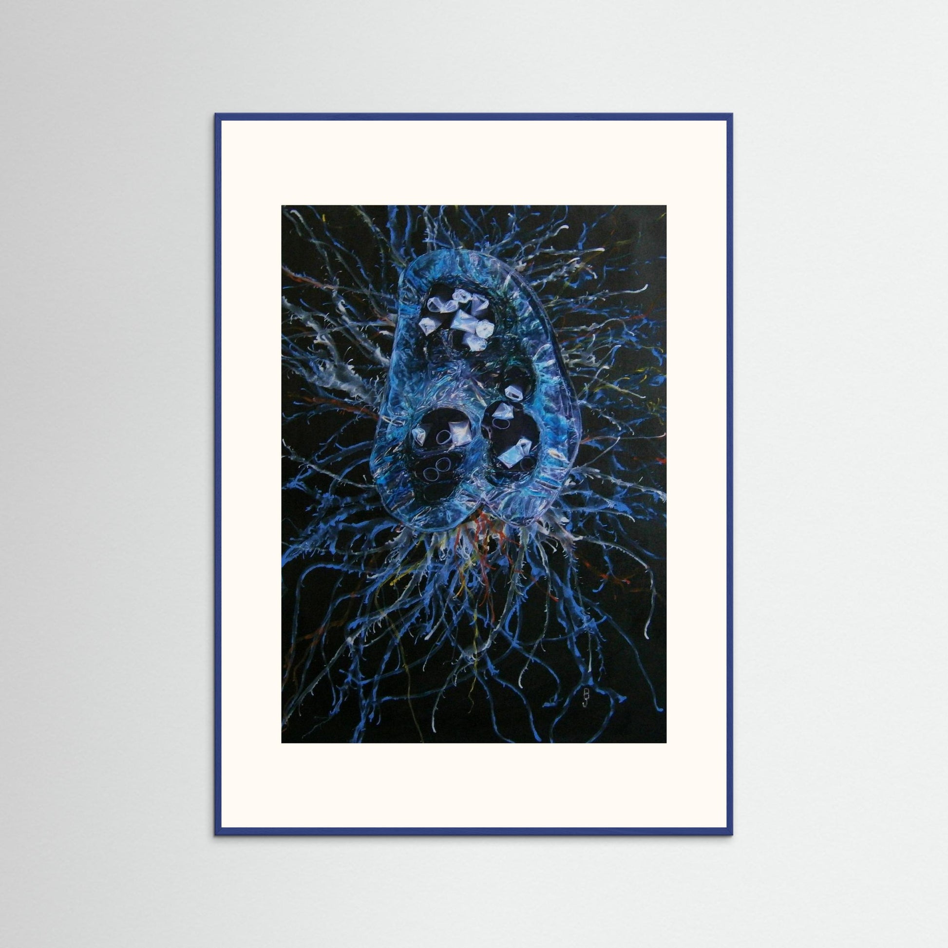 Jellyfish
