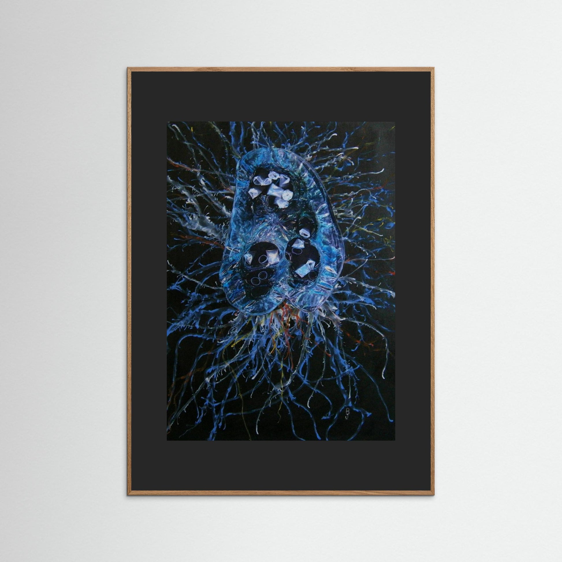 Jellyfish